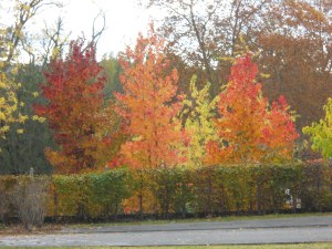 Autumn in SudOeste 017