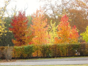 Autumn in SudOeste 017