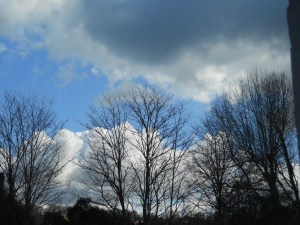 NUBES Y DIENTES DE LEÓN (AMARGÓN) 011
