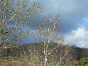 NUBES Y DIENTES DE LEÓN (AMARGÓN) 030