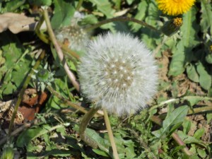 NUBES Y DIENTES DE LEÓN (AMARGÓN) 054