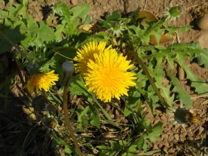 NUBES Y DIENTES DE LEÓN (AMARGÓN) 060