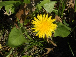 NUBES Y DIENTES DE LEÓN (AMARGÓN) 064