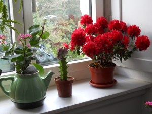 SALIES EN EL INVIERNO 034