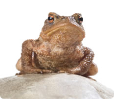 TOAD