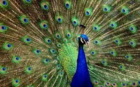peacock