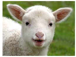 lamb