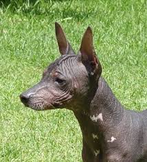 xolo