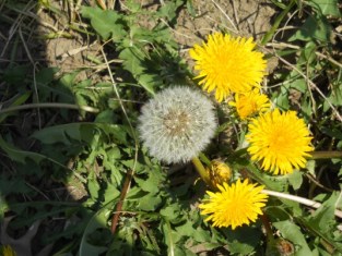 dandelions