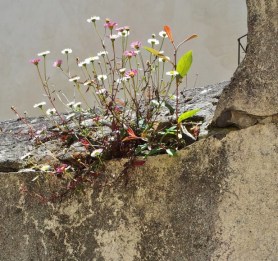 wall-flowers